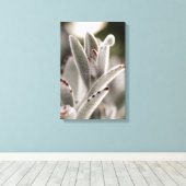 Magengrüner Sukkulat mit braunen Tipps Leinwanddruck (Insitu (Holzboden))