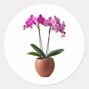 Magenta blühende Orchideenblumen in einem Topf Runder Aufkleber