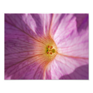 Magenta-Blume Fotodruck