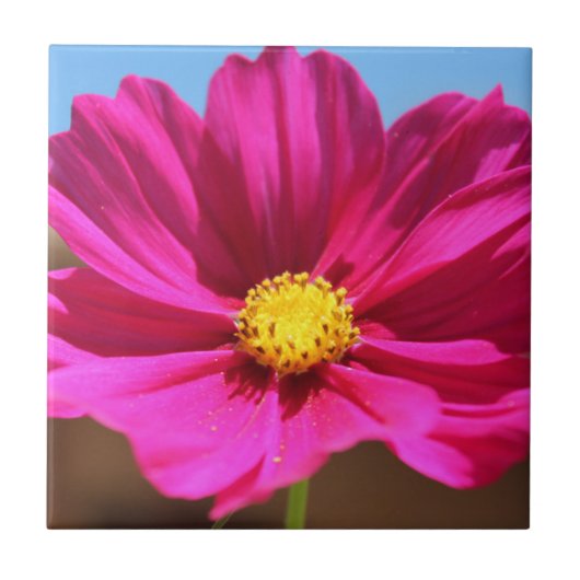 Magenta-Blüte Fliese (Vorderseite)