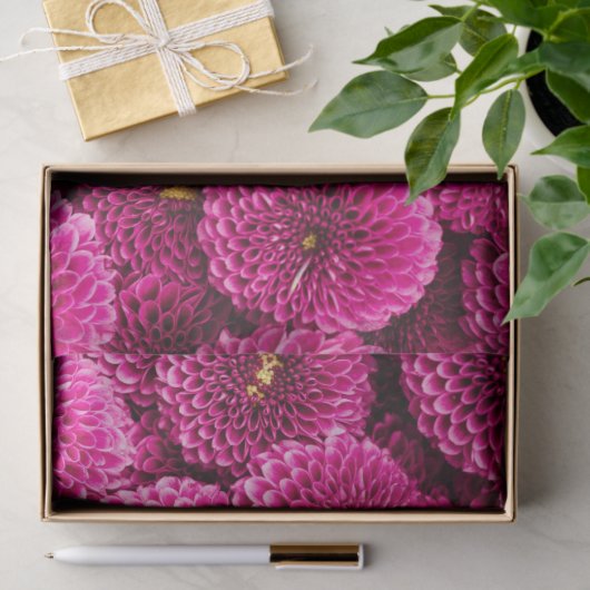 Magenta Chrysanthemum Floral Tissue Seidenpapier (Geschenk)
