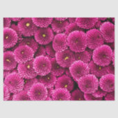 Magenta Chrysanthemum Floral Tissue Seidenpapier (Vorderseite)