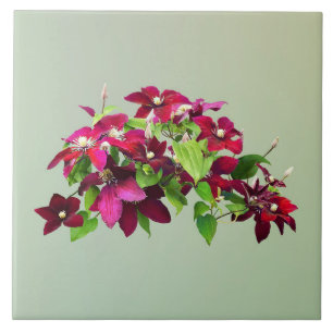 Magenta Clematis mit Wein Fliese