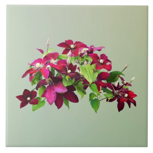 Magenta Clematis mit Wein Fliese (Vorderseite)
