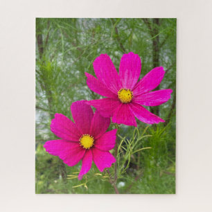 Magenta Cosmos, Quebec City Puzzle