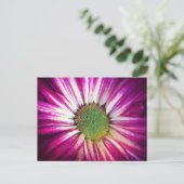 Magenta Daisy Postcard Postkarte (Stehend Vorderseite)