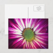 Magenta Daisy Postcard Postkarte (Vorne/Hinten)