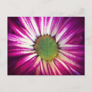 Magenta Daisy Postcard Postkarte