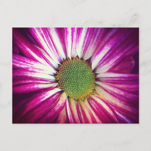Magenta Daisy Postcard Postkarte (Vorderseite)