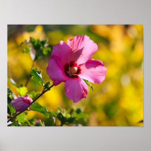 Magenta Floral Sunset Poster