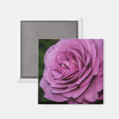 Magenta Garden Rose Magnet (Vorderseite/Rückseite)