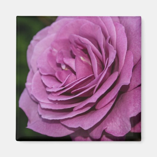 Magenta Garden Rose Magnet (Vorne)