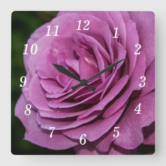Magenta Garden Rose Uhr (Vorderseite)