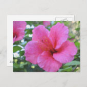 Magenta Hibiskus Postkarte (Vorne/Hinten)
