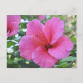 Magenta Hibiskus Postkarte (Vorderseite)