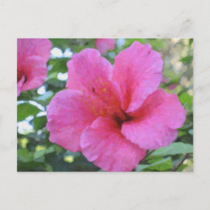 Magenta Hibiskus Postkarte