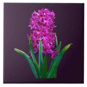Magenta Hyacinth Fliese
