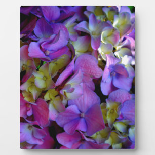 Magenta Lila blaue gelbe Hortensienblumen Fotoplatte