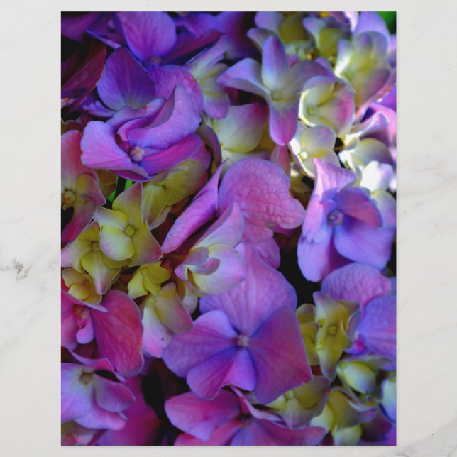 Magenta Lila-blaugelbe Hydrangeas-Blume (Vorderseite)