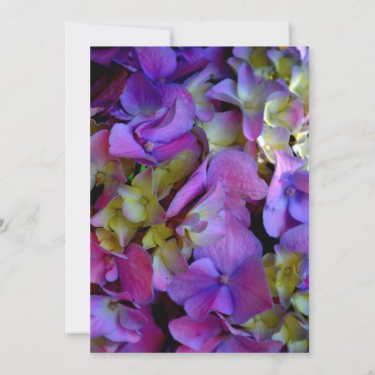 Magenta Lila-blaugelbe Hydrangeas-Blume Einladung (Rückseite)