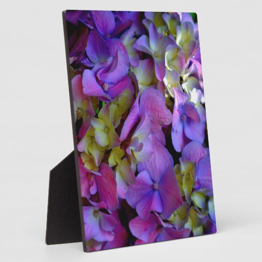 Magenta Lila-blaugelbe Hydrangeas-Blume Fotoplatte (Seite)