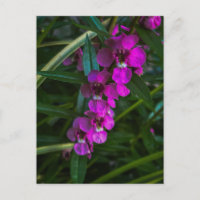Magenta-lila Blüten zwischen grünen Blättern