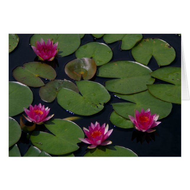 Magenta Lotus Wasserlilie (Vorderseite (Horizontal))