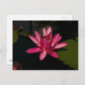 Magenta Lotus Wasserlilie Postkarte (Vorne/Hinten)