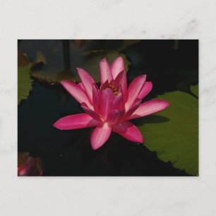 Magenta Lotus Wasserlilie Postkarte