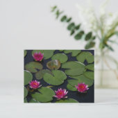 Magenta Lotus Wasserlilie Postkarte (Stehend Vorderseite)