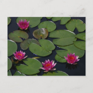Magenta Lotus Wasserlilie Postkarte