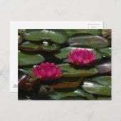 Magenta Lotus Wasserlilien Postkarte (Vorne/Hinten)