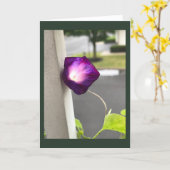 Magenta Morning Glory Blank Karte (Gelbe Blume)