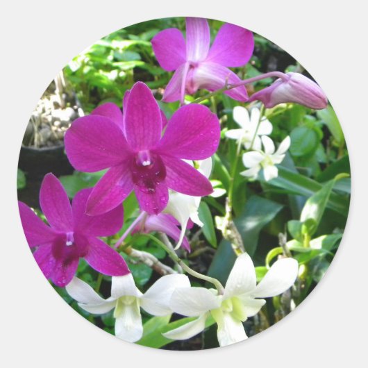 Magenta Orchids Stickers (Vorderseite)