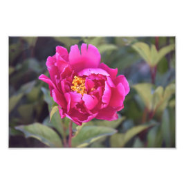 Magenta Peony Fotodruck