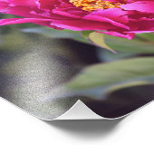Magenta Peony Fotodruck (Ecke)