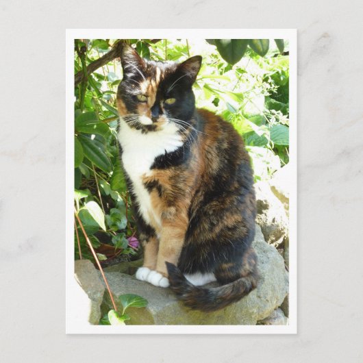 Magenta Postkarte (Vorderseite)