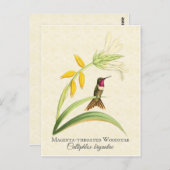 Magenta Throated Hummingbird Art Postkarte (Vorne/Hinten)