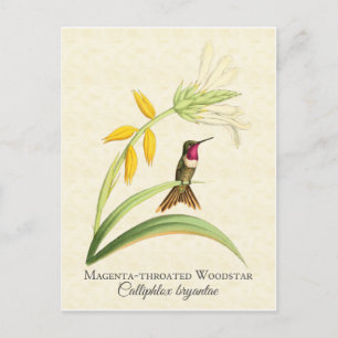 Magenta Throated Hummingbird Art Postkarte