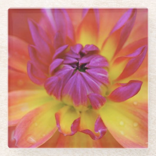 Magenta und Gelbe Blume Glasuntersetzer (Vorderseite)