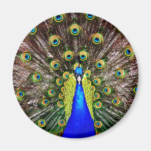 Magestic Peacock Magnet