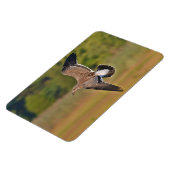 Magestic Seagull Magnet (Linke Seite)