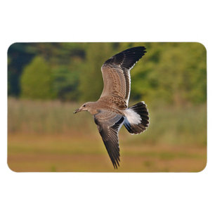 Magestic Seagull Magnet
