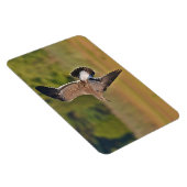 Magestic Seagull Magnet (Rechte Seite)