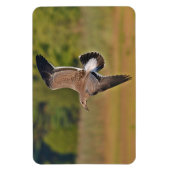 Magestic Seagull Magnet (Vertikal)