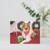 Maggie - Collie - Donohoo Postkarte (Stehend Vorderseite)