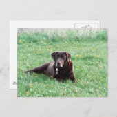 Maggie der Schokolade Labrador Postcard Postkarte (Vorne/Hinten)