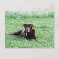 Maggie der Schokolade Labrador Postcard