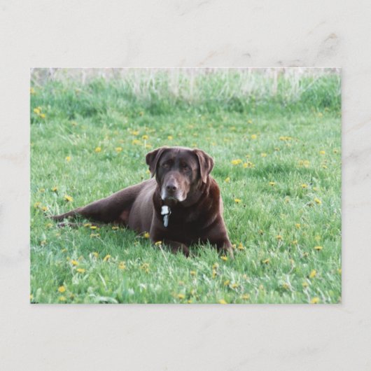 Maggie der Schokolade Labrador Postcard Postkarte (Vorderseite)