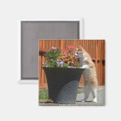 Maggie May & Blume Magnet (Vorderseite/Rückseite)